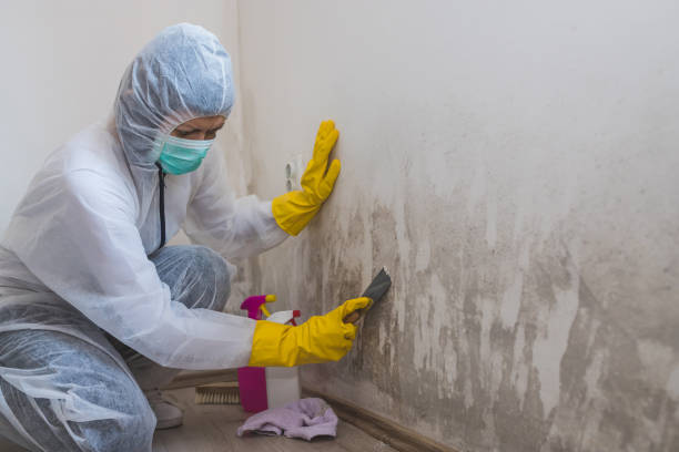 Best Basement Mold Remediation in Fillmore, CA