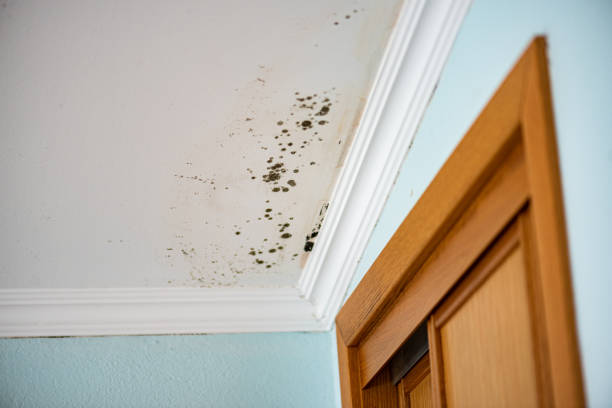 Best Residential Mold Remediation in Fillmore, CA